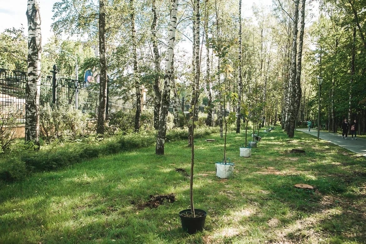 15 деревьев в ряд высадили сегодня сотрудники Росреестра и Кадастровой ...